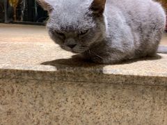 -more than meow吴止猫主题餐厅(承德 中船汇店)