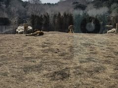 -沈阳森林动物园