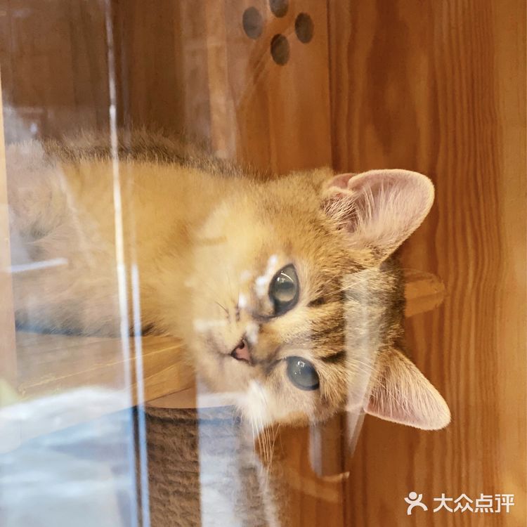 ❗️西安首家独栋别墅猫咖❗️🐈大唐御猫馆🎀