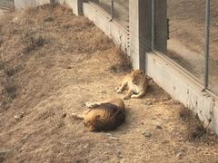 -石家庄市动物园