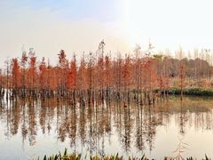 -攀枝花·任德琼·盐边羊肉米线