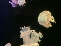 -欢乐海岸海洋奇梦馆
