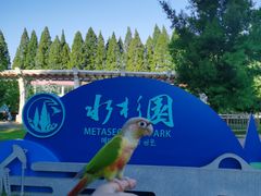-水杉园