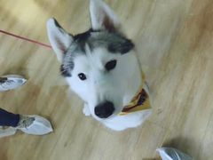-Husky Go! 哈士奇体验馆·宠物咖啡厅狗咖