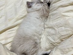-福懋动物医院·犬猫全科·外科·重症科(杏林分院)
