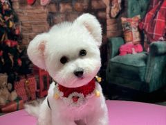 -FAELING PETS美天灵宠物(合生汇店)