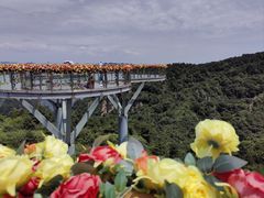 -王莽岭风景区