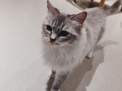 -藏猫猫咖啡主题馆(中央大道店)