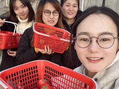 -喜杨洋草莓采摘园