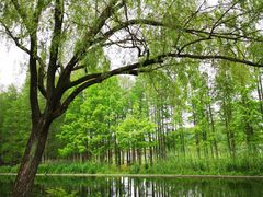 -上海共青森林公园