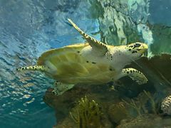 -上海海洋水族馆