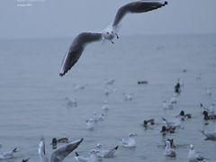 -深圳湾公园(南山区)
