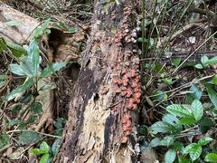 -七仙岭温泉国家森林公园