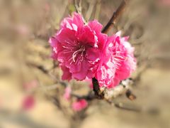 -南国桃园旅游度假区