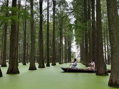 -渌洋湖湿地公园