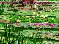 -国家植物园南园