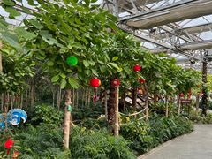 -南宫五洲植物乐园