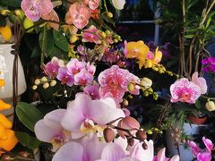 -溪岸路花鸟市场