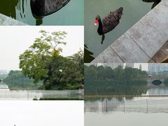 -成都南湖公园