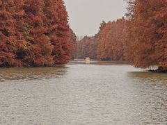 -上海海湾国家森林公园