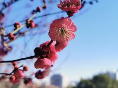 -南京古林公园