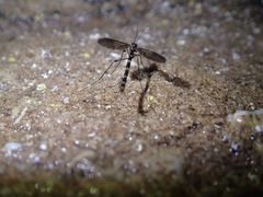 -怀托摩萤火虫洞