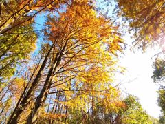 -上海海湾国家森林公园