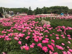 iphone_upload_pic-郑州植物园
