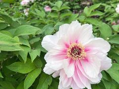 -黑龙江省森林植物园