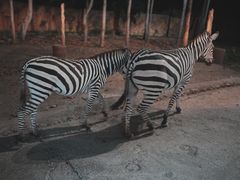 -清迈夜间动物园