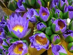 -循礼门鲜花花市(武汉循礼门店)