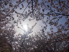 -高东镇樱花园