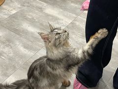 -楼上猫咖(罗湖店)