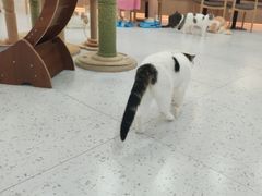 -喵园·猫主题咖啡厅·撸猫·猫咖(国贸店)
