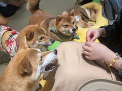 -逗柴咖啡屋·狗咖猫咖宠物桌游