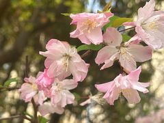 -高东镇樱花园