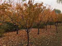 -天津东丽湖风景区