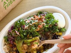 -油梨树AVOCADO TREE(顺义新国展店)