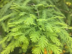 -昆山城市生态森林公园