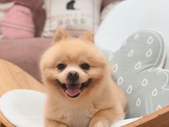 -Double Rui宠物酒店