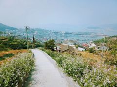 -枸杞岛