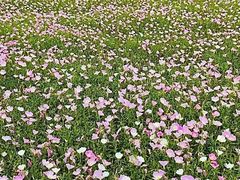 -映月湖中央公园