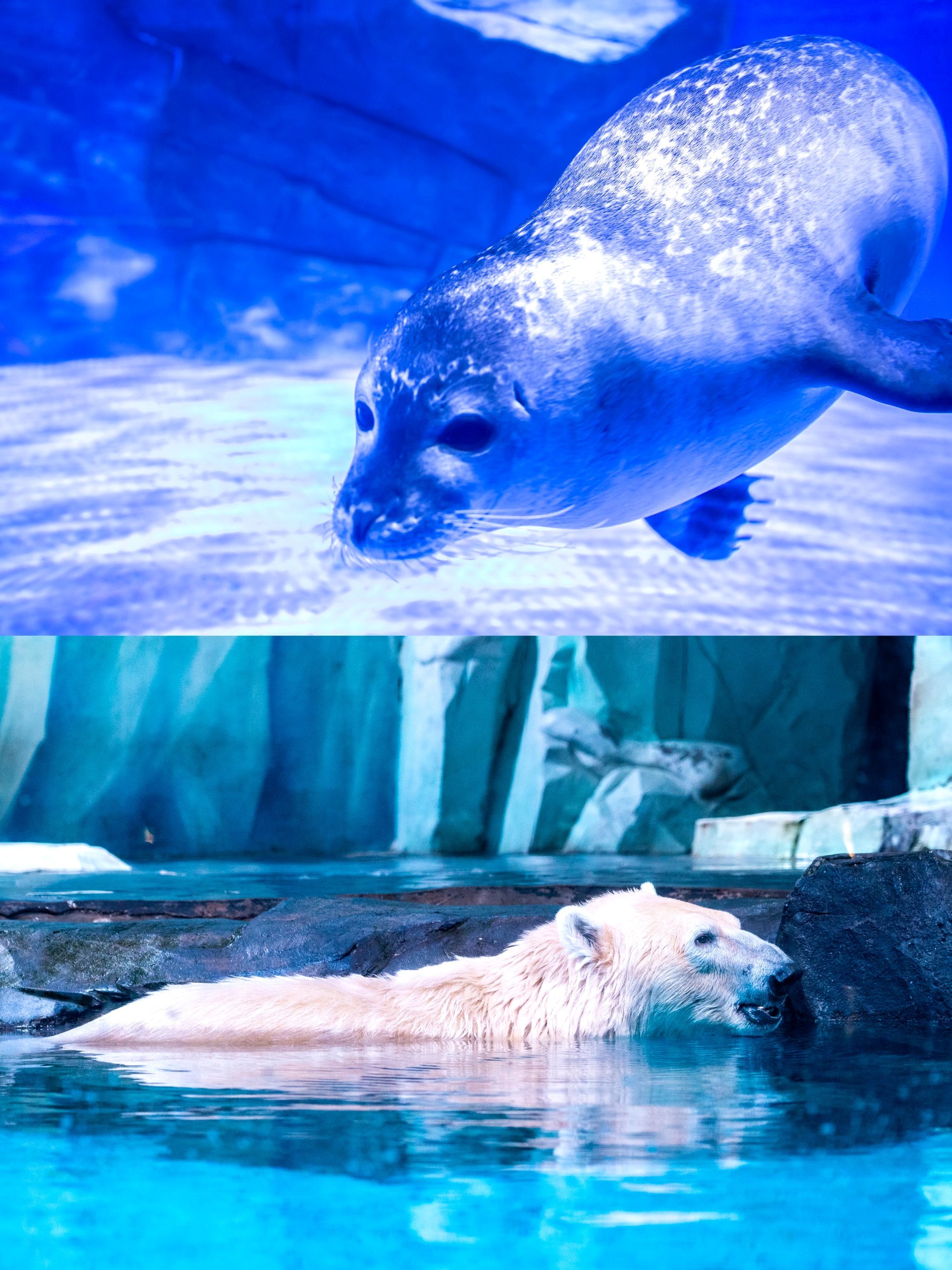 上海海昌让你野到不想回家!