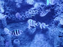 -太平洋海底世界