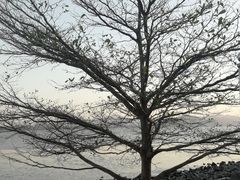 -深圳湾公园(南山区)