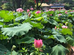 -广州莲花山旅游区