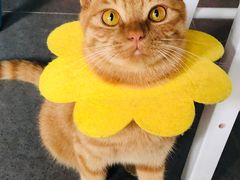 -喵屿·大理花园猫咖