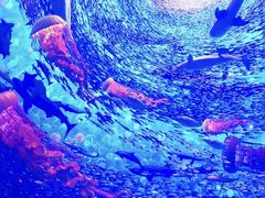 -海合安武汉极地海洋公园