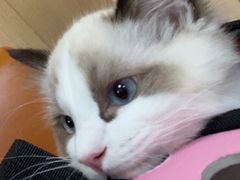 -申普宠物医院·心脏介入·心血管微创(总院)