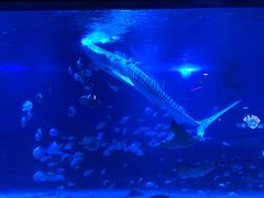 -烟台海昌鲸鲨海洋公园